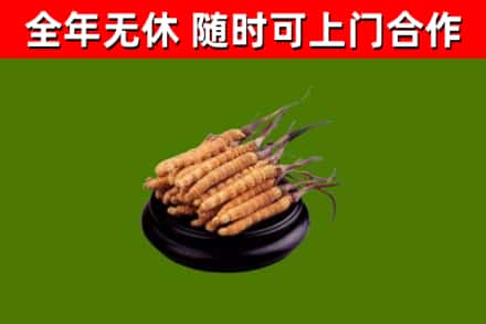 黄浦回收散虫草
