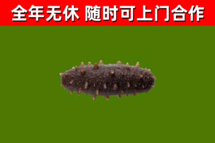 黄浦回收海参干